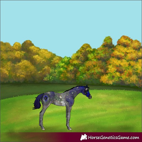 Horse Color:ERROR: UNKNOWN ANOMALY
