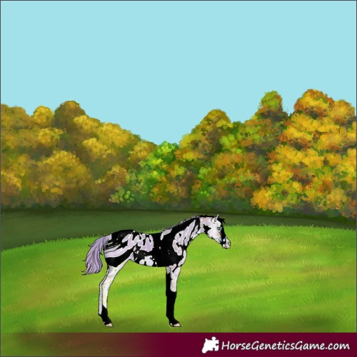 Horse Color:ERROR: UNKNOWN ANOMALY