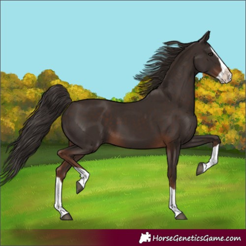 Horse Color:Liver Chestnut Splash 