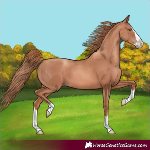 Horse Color:Gold Champagne Splash 