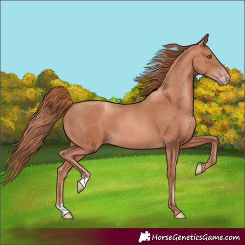 Horse Color:Gold Champagne 