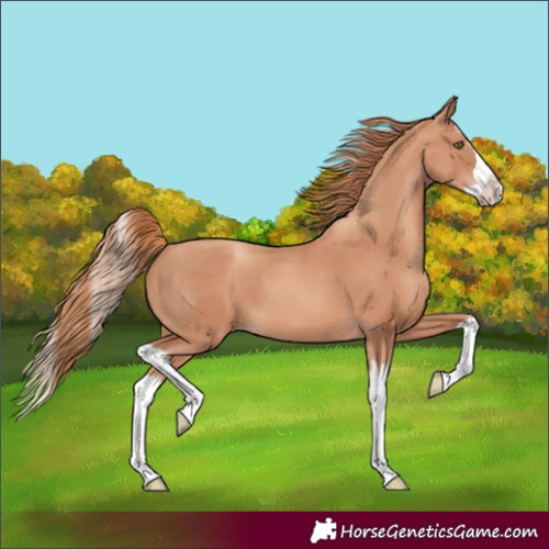 Horse Color:Gold Champagne Splash 