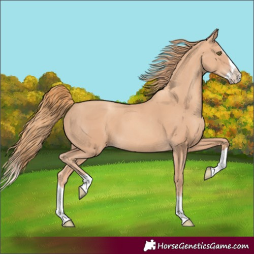 Horse Color:Unknown 