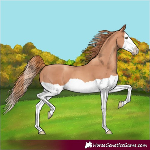 Horse Color:Unknown 