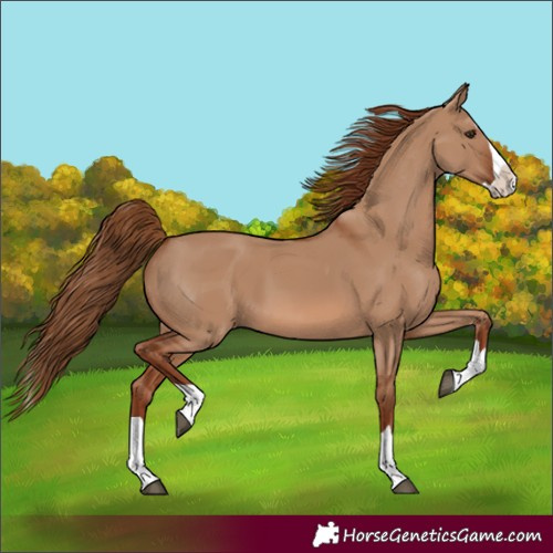 Horse Color:Red Dun Splash 
