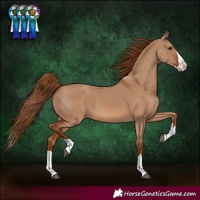 Horse Color:Red Dun Splash