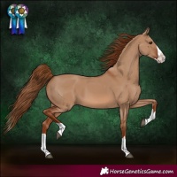 Horse Color:Red Dun Splash 
