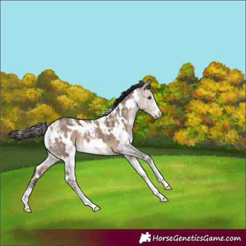 Horse Color:Powder White White Spotted Liver Red Dun 