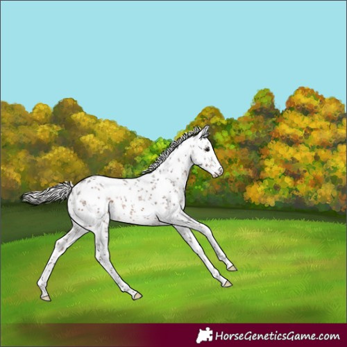 Horse Color:White Spotted Silver Brown Sabino 
