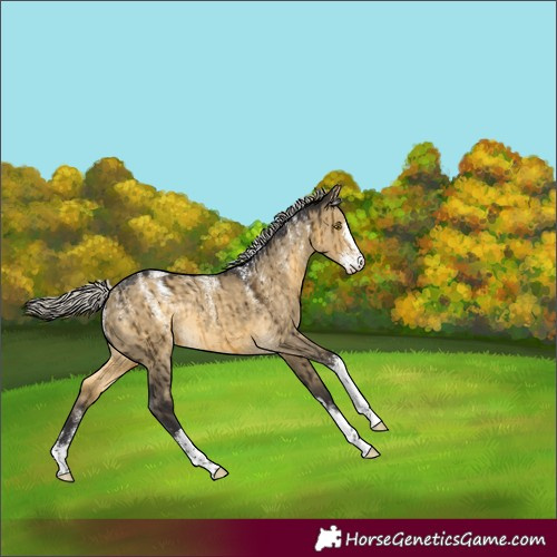 Horse Color:Powder White Silver Buckskin Dun Sabino Rabicano Brindle 