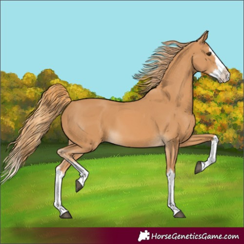 Horse Color:Chestnut Splash 