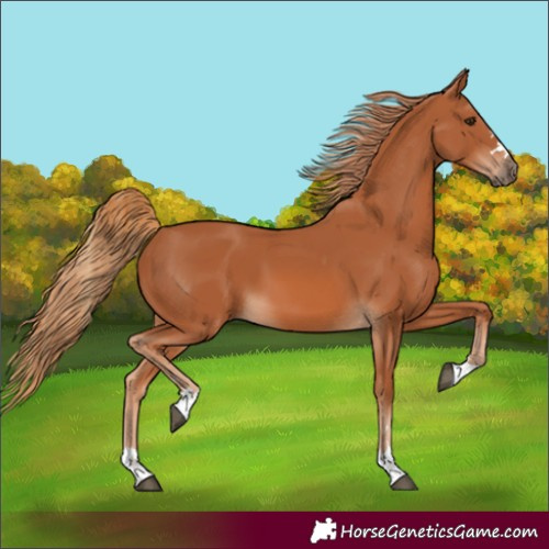 Horse Color:Unknown 