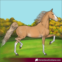 Horse Color:Chestnut Splash 