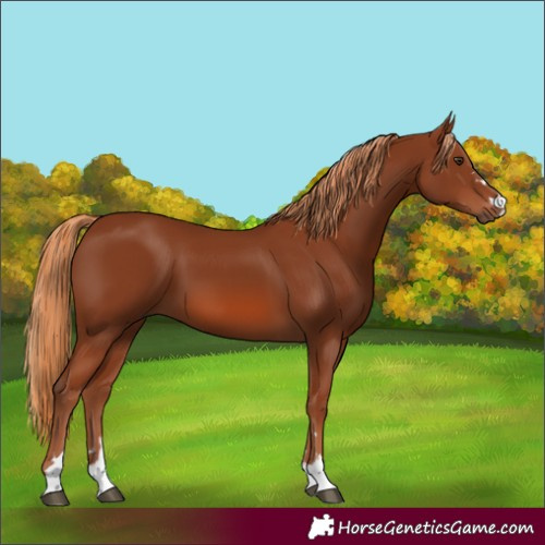 Horse Color:Chestnut 