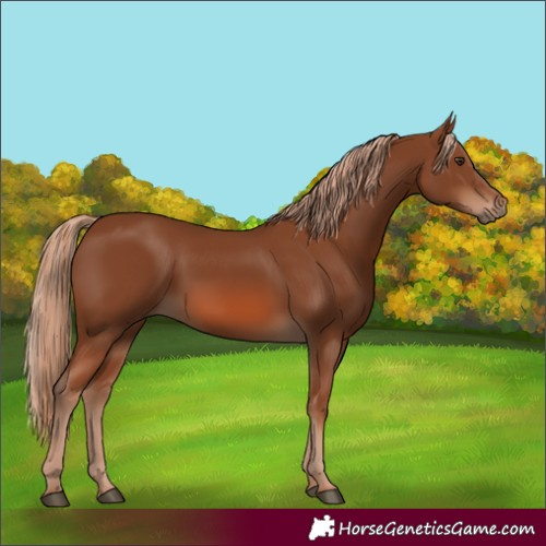 Horse Color:Chestnut 