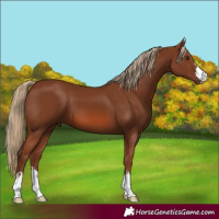 Horse Color:Chestnut 