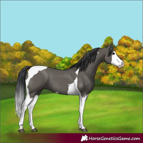 Horse Color:Grullo Splash Tobiano 
