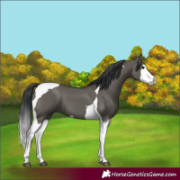 Horse Color:Grullo Splash Tobiano 