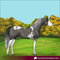 Horse Color:Grullo Splash Tobiano 