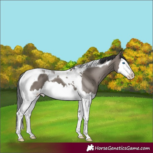 Horse Color:Grullo Splash Tobiano 