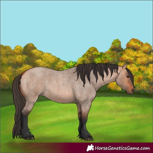 Horse Color:Bay Roan Dun 