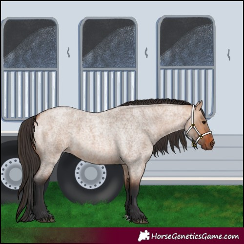 Horse Color:Bay Roan Dun 