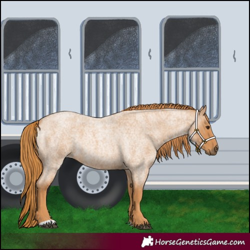 Horse Color:Red Roan 