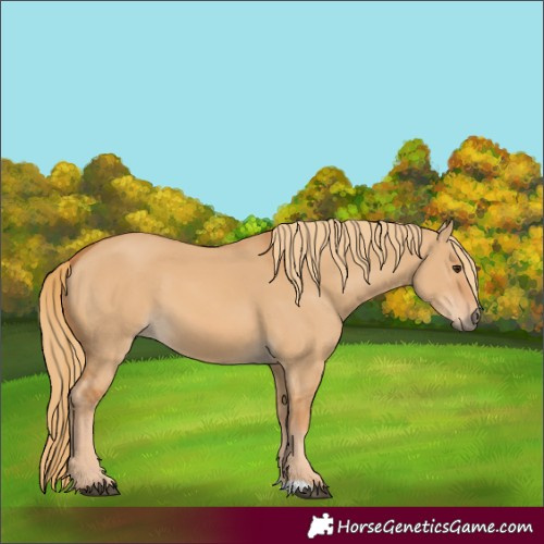 Horse Color:Red Dun 