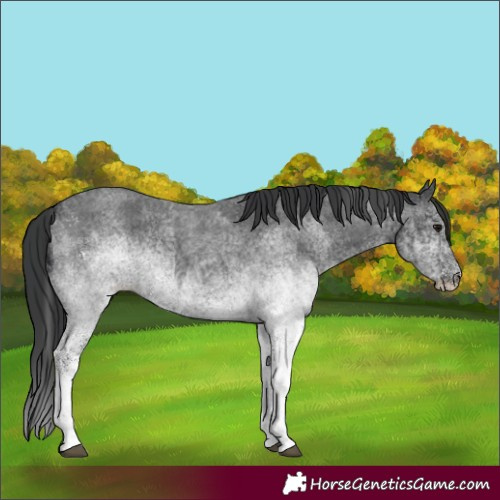 Horse Color:White Spotted Blue Roan Rabicano  and White Spotted Blue Roan Rabicano 