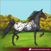 Horse Color:Black Blanket Rabicano 