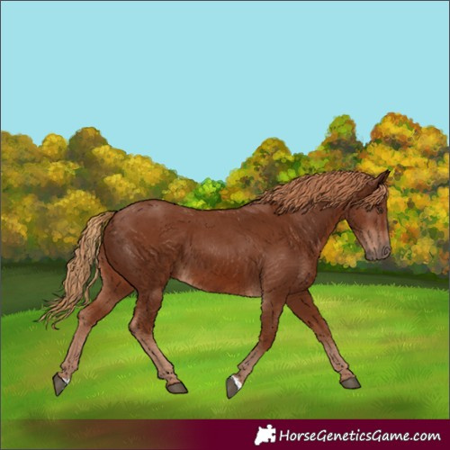 Horse Color:Chestnut 