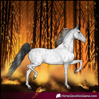 Horse Color:White Spotted Blue Roan Rabicano  and White Spotted Blue Roan Near Leopard Rabicano 