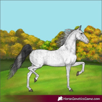 Horse Color:White Spotted Blue Roan Rabicano and White Spotted Blue Roan Near Leopard Rabicano