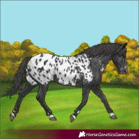 Horse Color:Black Appaloosa Rabicano 