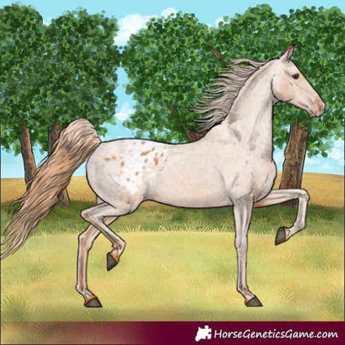 Horse Color:Chestnut Varnish 
