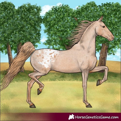 Horse Color:Chestnut Appaloosa 