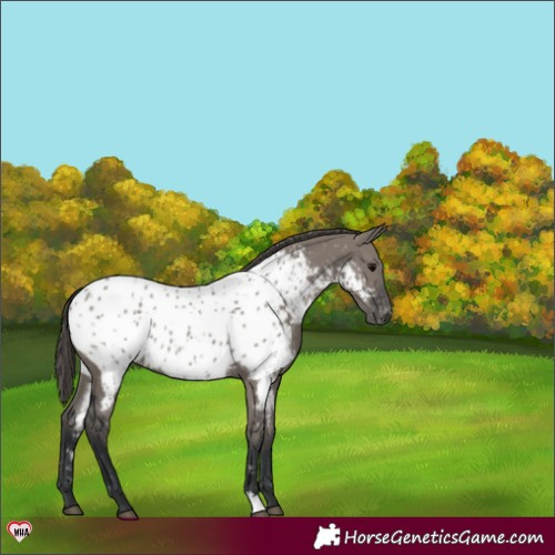 Horse Color:Grullo Near Leopard 