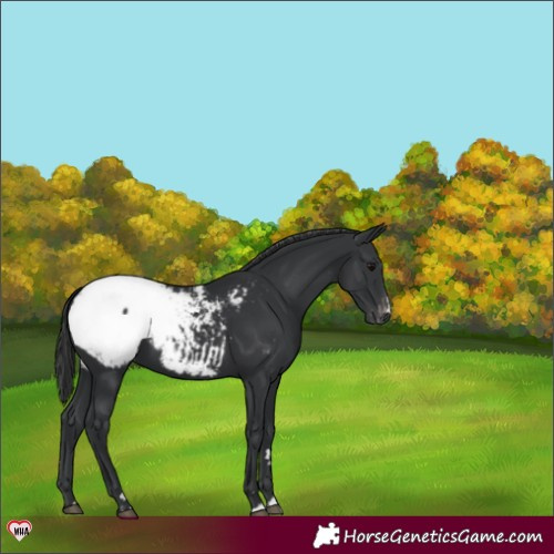 Horse Color:Black Appaloosa 