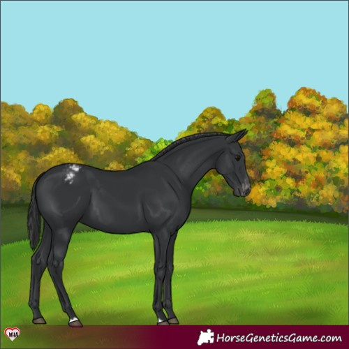 Horse Color:Black Appaloosa 