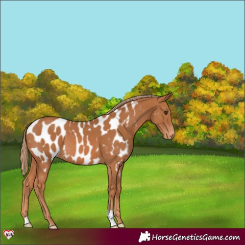 Horse Color:Chestnut Near Leopard 