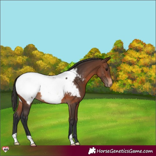 Horse Color:Brown Snowcap 