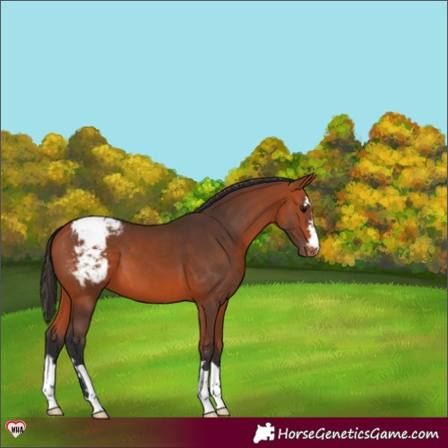 Horse Color:Bay Snowcap 