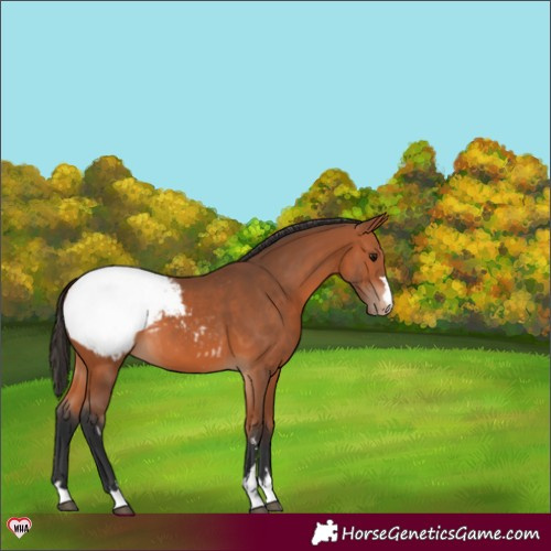 Horse Color:Bay Snowcap 