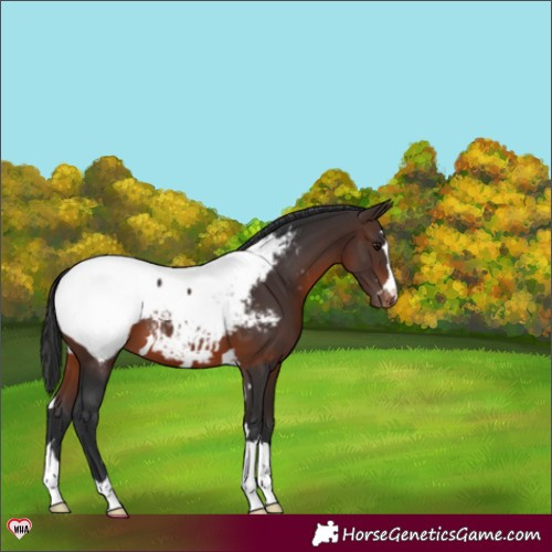 Horse Color:Brown Snowcap 