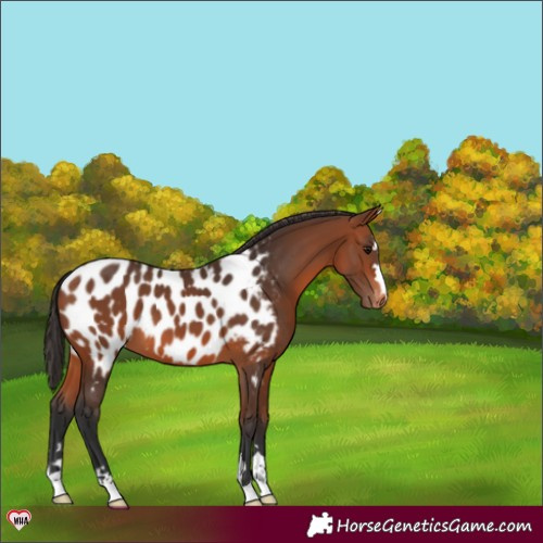 Horse Color:Bay Near Leopard 