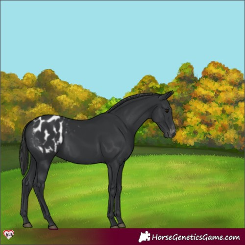Horse Color:Black Appaloosa 