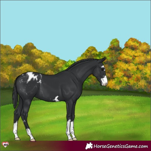 Horse Color:Black Appaloosa 