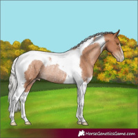 Horse Color:Silver Black Pearl Tobiano Rabicano 