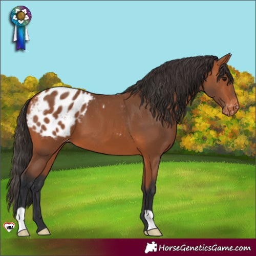 Horse Color:Bay Appaloosa 