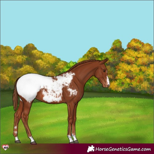 Horse Color:Chestnut Snowcap 
